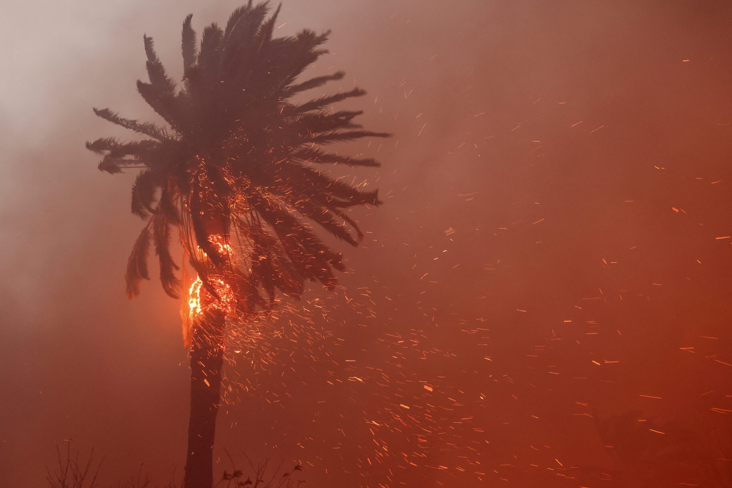 California palm tree on fire from wildfire and fire damage